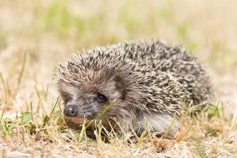 Hedgehog on the grass... Stock Photos