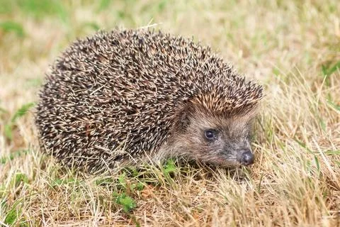 Hedgehog on the grass. Stock Photos