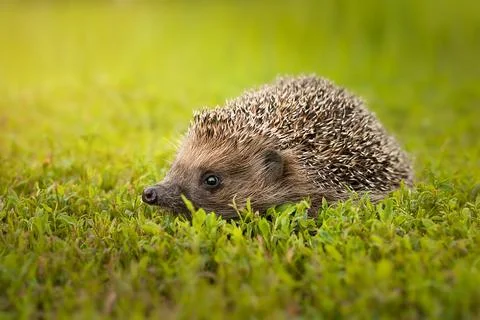 Hedgehog on the grass.. Stock Photos