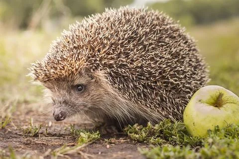 Hedgehog on the grass Stock Photos