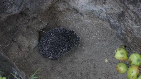 Hedgehog on the green Stock Footage 163989845