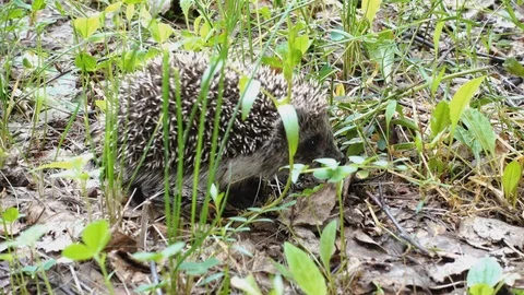 Hedgehog in green grass Stock Footage 116824486
