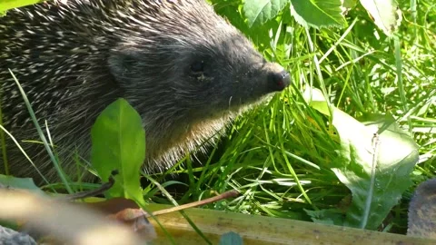 Hedgehog on green grass in October Stock Footage 163989236