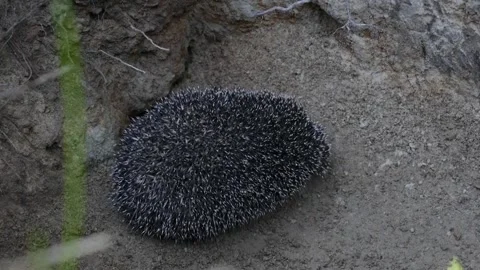 Hedgehog on green grass in October Stock Footage 163990145