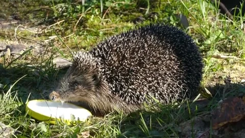 Hedgehog on green grass in October Stock Footage 163990473