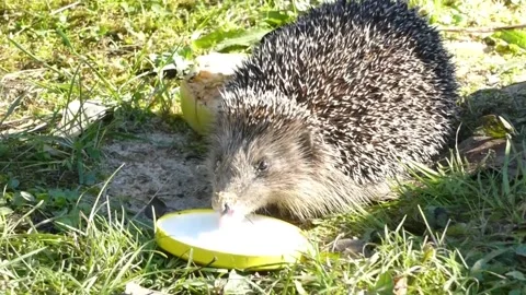 Hedgehog on green grass in October Stock Footage 163990522