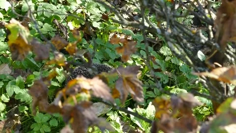 Hedgehog on green grass in October Stock Footage 163991005