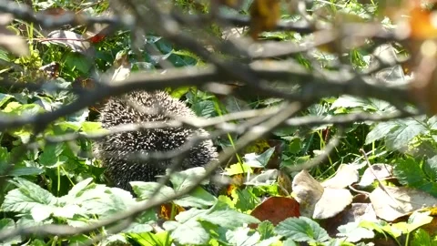 Hedgehog on green grass in October Stock Footage 163991246