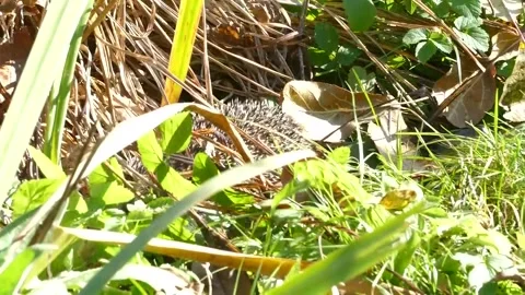 Hedgehog on green grass in October Stock Footage 163991676