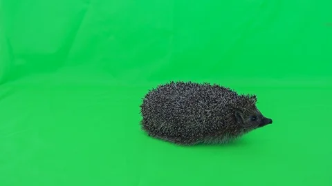 Hedgehog on green screen 1 Video stock 121178255