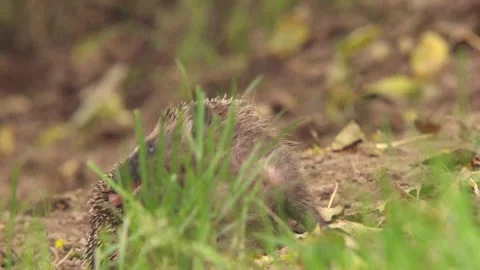 Hedgehog grooming himself in the grass Stock Footage 281570848