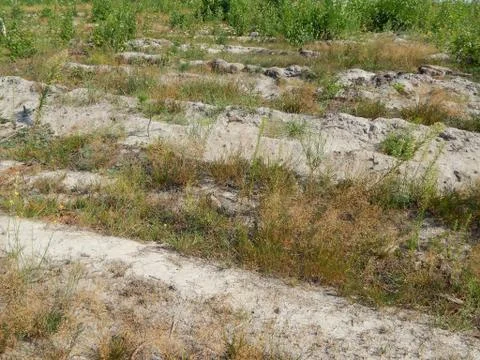 Hedgehog on the ground 库存照片