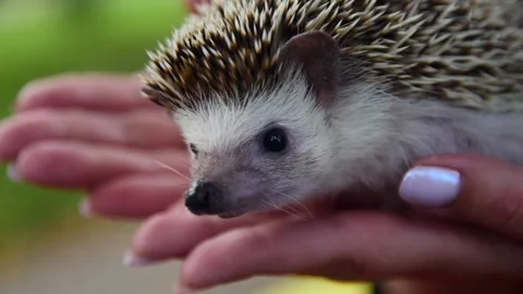 Hedgehog on hands Stock-Footage 103305845
