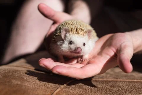 Hedgehog on hands at home Stock Photos
