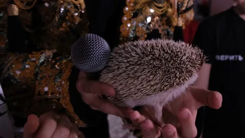  hedgehog in the hands of a man Stock Footage 233513655