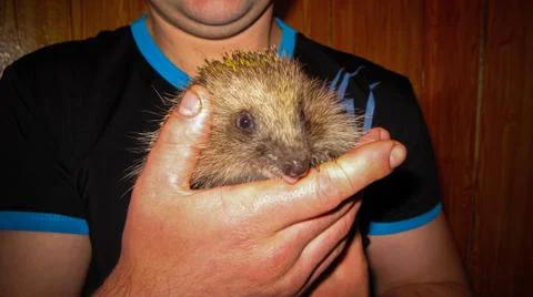 Hedgehog on hands Stock Photos