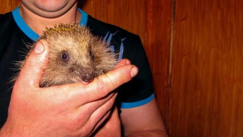 Hedgehog on hands Stock Photos