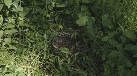 Hedgehog hiding in the grass Stock Footage 63220484