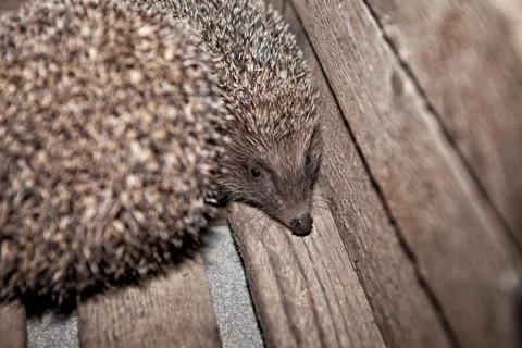 Hedgehog, home in a box, in a box Stock Photos