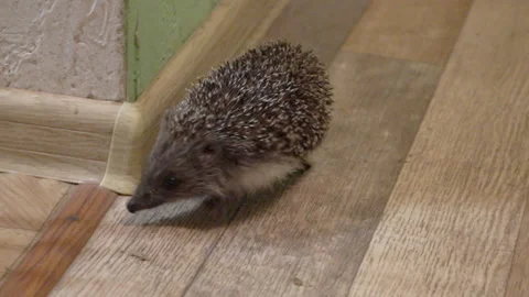 Hedgehog in the house Stock Footage 140219328