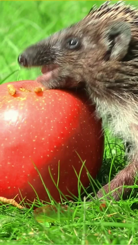 Hedgehog interacting with red apple on green grass Stock Footage 317204397