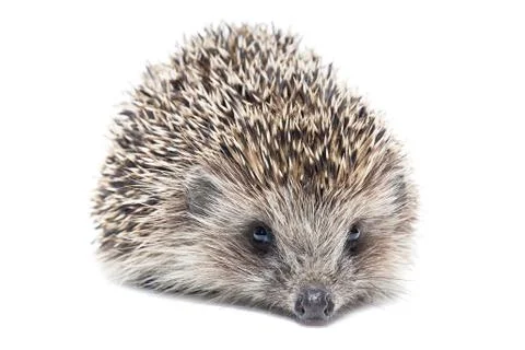 Hedgehog isolate on white background Stock Photos