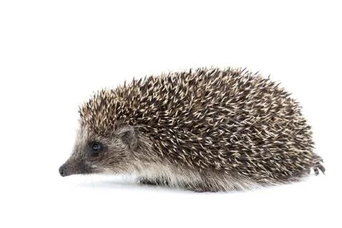 Hedgehog isolate on white background.. Stock Photos