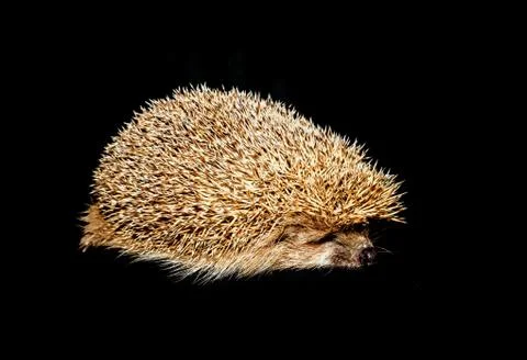 Hedgehog isolated  on black background Stock Photos