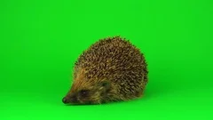 146 Hedgehog Drawing Stock Video Footage - 4K and HD Video Clips