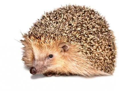Hedgehog isolated Stock Photos