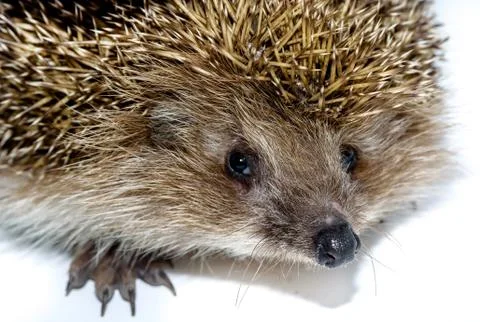 Hedgehog isolated on white background Stock Photos