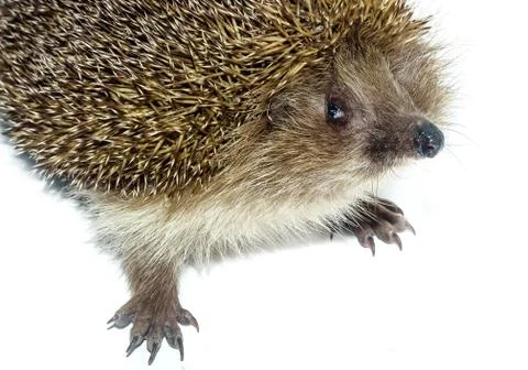 Hedgehog isolated on white background Foto stock