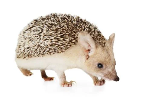 Hedgehog isolated on a white background 库存照片