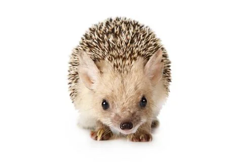 Hedgehog isolated on a white background Foto stock