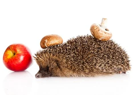 Hedgehog, isolated on white Stock Photos