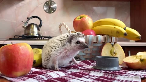 Hedgehog on kitchen table at fruits 動画素材 180045596