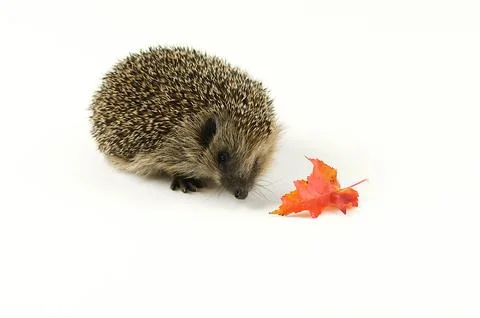 Hedgehog with a leaf on a white background Stock Photos