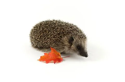 Hedgehog with a leaf on a white background Stock Photos