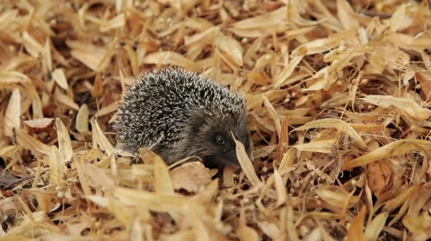 Hedgehog in the Leaves 스톡 동영상 59899204