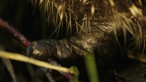 Hedgehog legs in the green grass close up, spring forest, sunset daylight Stock Footage 219820853