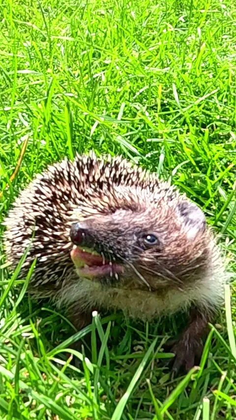 Hedgehog licking muzzle in slow motion on sunny grass Stock Footage 322768836