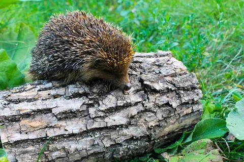 Hedgehog on the log Stock Photos