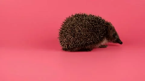 Hedgehog looking back and sniffing, isolate on pink background, ready to keying Stock Footage 62641861
