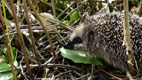 Hedgehog is looking for food Stock Footage 112921780