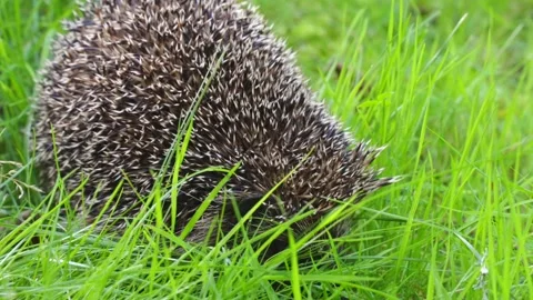 Hedgehog looking for food in the grass Stock Footage 313878187