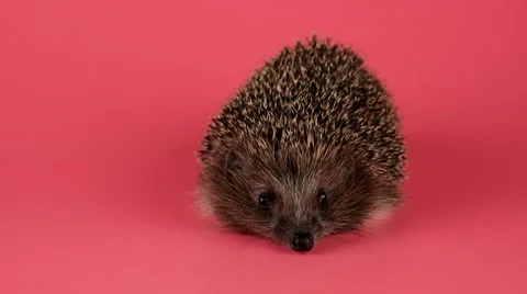 Hedgehog looking forward and sniffing, closeup, isolate on pink background Stock Footage 62642099