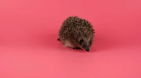 Hedgehog looking forward, sniffing for a food, coming to the camera Stock Footage 62642033