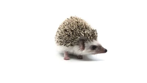 Hedgehog looks camera right Video stock 105460941