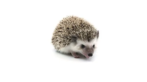 Hedgehog looks like it is talking Stock Footage 105460758