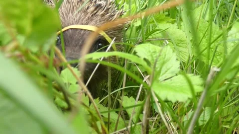 Hedgehog loud sniffs, snorts, looking into the camera and leaves closeup Stock Footage 157835119